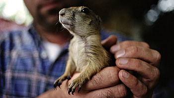 Animals, Hands, Rodent, Claws, Gopher HD wallpaper