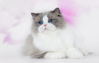 Cat, pisica, animal, pink, white, grey HD wallpaper