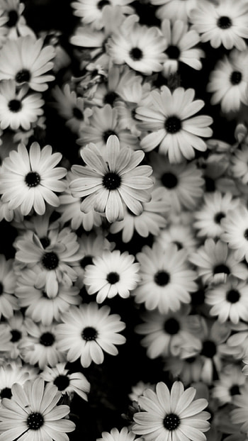 Black And White, Flowers HD phone wallpaper