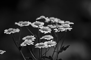 white_flowers, white, black, 3d, nature, flowers HD wallpaper