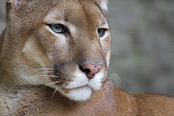 Animals, Puma, Predator, Sight, Opinion HD wallpaper