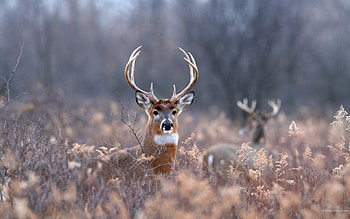 Animals, Deers HD wallpaper