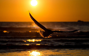 Bird Sunset, sunset, birds, nature HD wallpaper