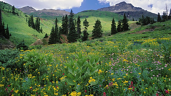 Landscape, Flowers, Mountains HD wallpaper