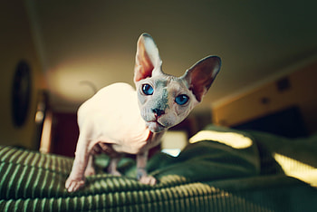 Animals, Sphinx, Cat, Sight, Opinion, Bald HD wallpaper