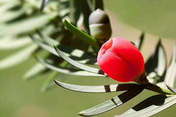 Leaves, Flower, Macro, Bud, Yew HD wallpaper