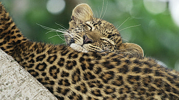Animals, Young, Leopard, Color, Care, Joey HD wallpaper