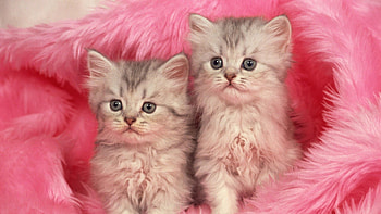 Animals, Fluffy, Couple, Pair, Fur, Kittens HD wallpaper