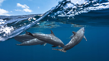 Dolphins, Sea Animals HD wallpaper