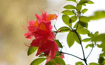 Rhododendron, Latvia, plant, orange HD wallpaper