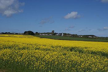 over golden fields, golden, field, sky, nature, flowers, gold HD wallpaper