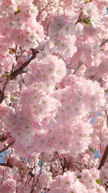 Spring Background, Pink, Flowers HD phone wallpaper
