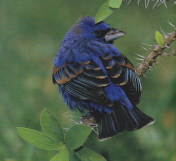 blue grosbeak, nature, bird, forest HD wallpaper