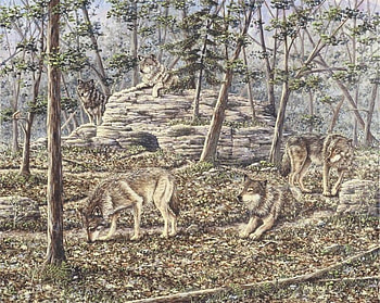 a timber wolf pack, timber wolves, wolves, clans, 5 wolves, packs HD wallpaper