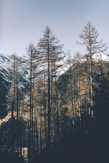 Nature, Trees, Mountains, Pine HD phone wallpaper