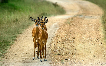 Uganda travels, Animals, Road scenes, Impala HD wallpaper
