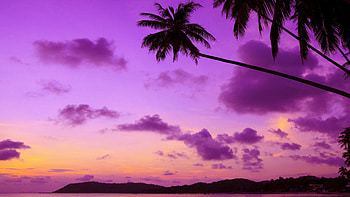 Purple palm tree, Sunset hues, Nature's beauty, Serene skies HD wallpaper