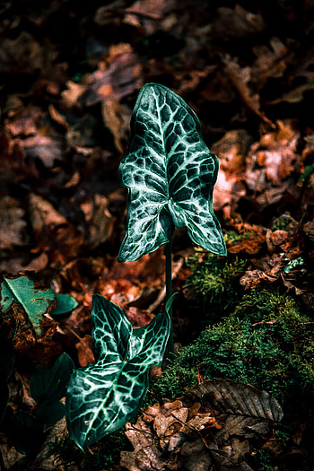 Grass, Autumn, Leaves, Plant, Macro HD phone wallpaper