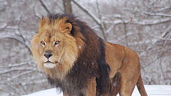 Blackberry, iPad, zing Lion Screensaver For Kindle3 And DX . HD wallpaper