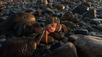 Crab, Red and gold crab, Rock selective focus, graphy HD wallpaper