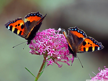 DINING TOGETHER IN PINK, FLOWER, SUMMER, BUTTERFLY, BUTTERFLIES, MACRO, NATURE, , CLOSE UP, PINK, SPRING, BUGS HD wallpaper