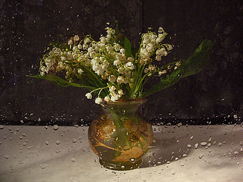 Snowdrops for Carpe (Snowdrop89), still life, wet, rain, vase, gift HD wallpaper