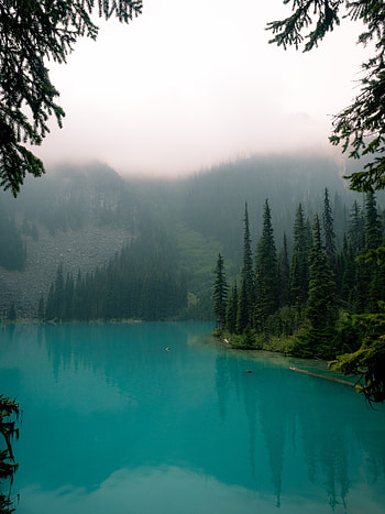 Nature, Lake, Forest, Fog, Branches HD phone wallpaper