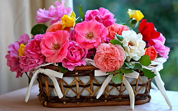 Plants, Flowers HD wallpaper