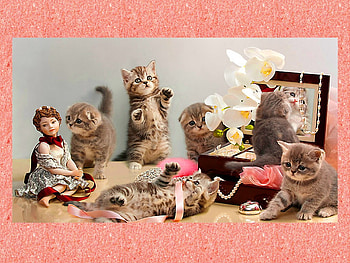 Playing fluffy kittens, sweet, playing, kitties, cats, cute, adorable, fluffy, kittens HD wallpaper