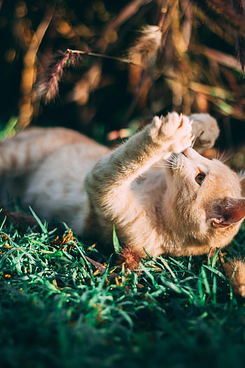 Funny, Animals, Cat, Pet HD phone wallpaper