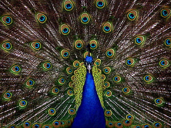 A stunning peacock showcasing its colorful feathers in full display. HD wallpaper