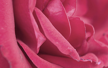 Pink, Macro, Rose Flower, Rose, Petals, Bud HD wallpaper