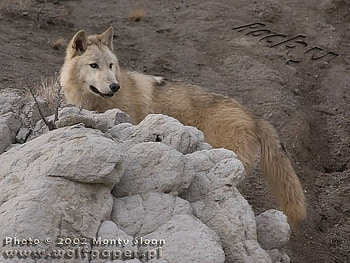 rocky climbing up her rocks, rocky, climbing, her, up, rocks HD wallpaper