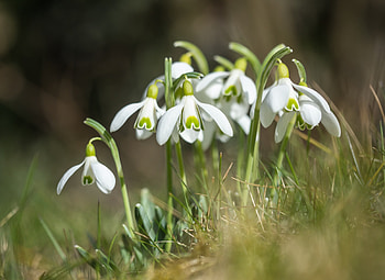 White snowdrop, grass, flowers HD wallpaper