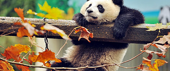 Cute panda, High-resolution , Stunning , Visual treat HD wallpaper