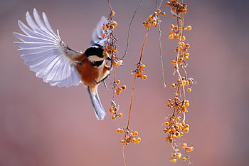 A sparrow mid-flight interacting with orange berries. Captured in a natural outdoor setting. HD wallpaper