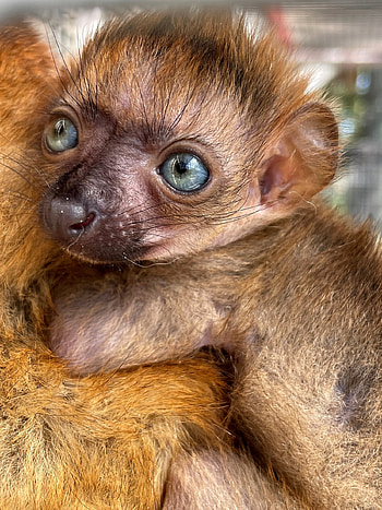 Baby, Lemurs HD phone wallpaper