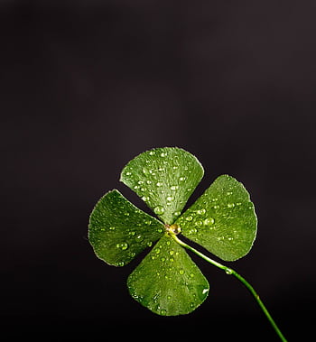 Close-up of a four-leaf clover with dew drops, symbolizing luck and freshness. HD phone wallpaper