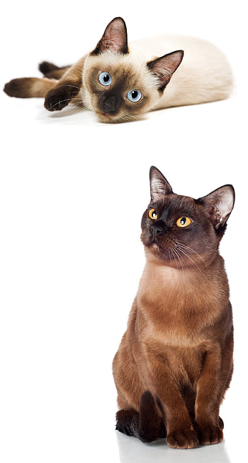 Burmese vs Siamese, Happy cat site, Choosing between breeds, Helpful advice HD phone wallpaper