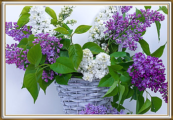 BASKET OF LILACS, NATURE, LILACS, BASKET HD wallpaper