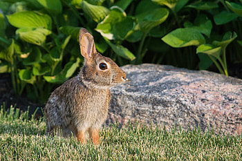 Animals, Animal, Ears, Profile, Rabbit HD wallpaper