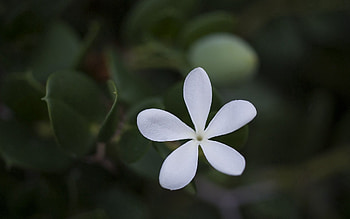 Grass, Leaves, Flower, Macro, Petals HD wallpaper
