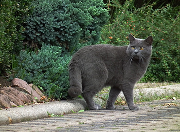 Animals, Cat, Grey, Stroll, Breed, Chartreuse HD wallpaper