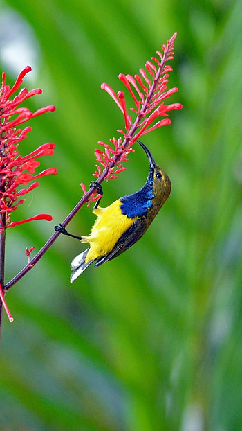 Sunbird, Blue Yellow HD phone wallpaper