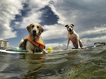 Dogs, dog, sweet, animal, cute, beautiful, puppys, puppy, pretty, animals, lovely HD wallpaper