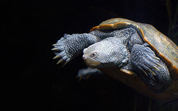 Animals, Background, Dark, Carapace, Shell, Turtle HD wallpaper