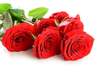 flowers, abstract, roses, graphy HD wallpaper