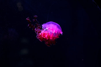 Animals, Jellyfish, Underwater World, Phosphorus, Lights Up, Glows HD wallpaper