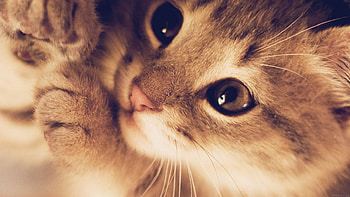 for , laptop. cute cat kitten nature, Cats and Kittens HD wallpaper