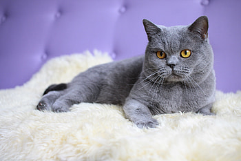 British Cat, Graceful and regal, Beautiful , Feline elegance HD wallpaper